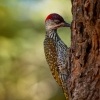 Datel zlatoocasy - Campethera abingoni - Golden-tailed Woodpecker o6068